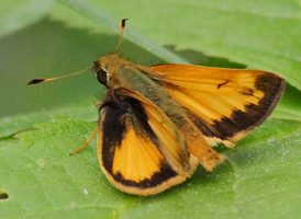Zabulon Skipper